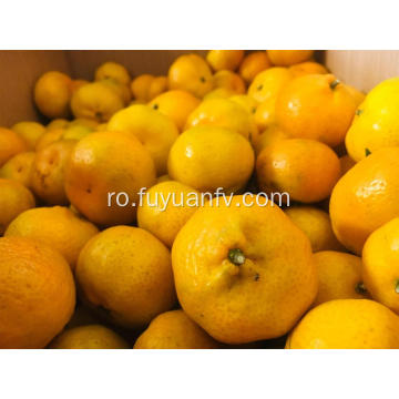 Noi culturi proaspete Nanfeng baby mandarin de vânzare